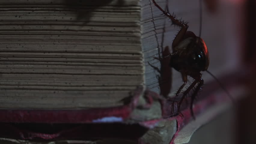 Massive cockroach, Periplaneta americana, exploring space with antique books and old objects