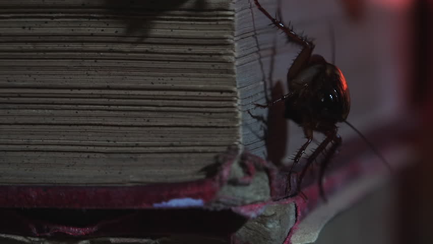 Massive cockroach, Periplaneta americana, exploring space with antique books and old objects