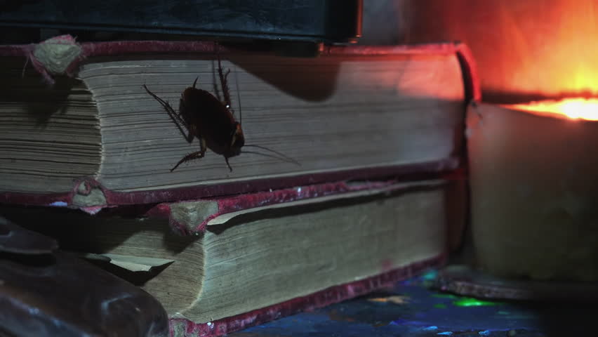 Massive cockroach, Periplaneta americana, exploring space with antique books and old objects