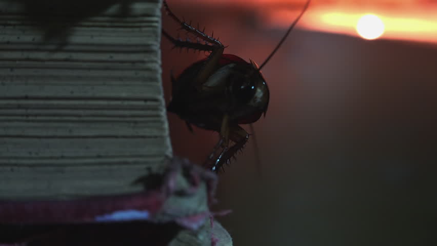 Massive cockroach, Periplaneta americana, exploring space with antique books and old objects