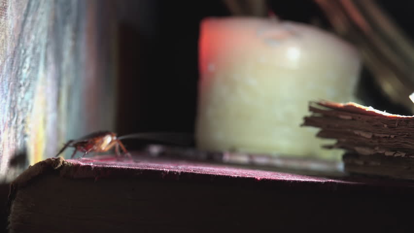 Massive cockroach, Periplaneta americana, exploring space with antique books and old objects