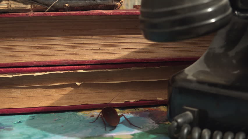 Massive cockroach, Periplaneta americana, exploring space with antique books and old objects