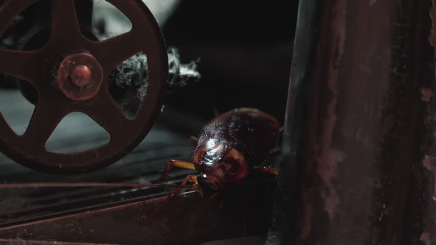 Massive cockroach, Periplaneta americana, hidden in an old and dusty mechanisms, close up