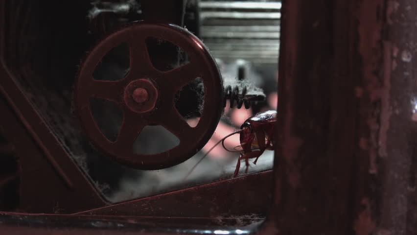 Massive cockroach, Periplaneta americana, hidden in an old and dusty mechanisms, close up