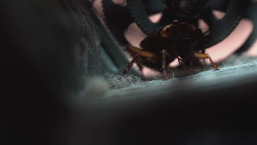 Massive cockroach, Periplaneta americana, hidden in an old and dusty mechanisms, close up