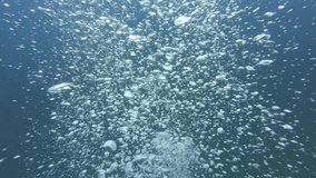 slow motion video with the camera going through oxygen bubbles rising while diving in the blue ocean - Powered by Shutterstock - Get 15% off with code: PIKWIZARD15
