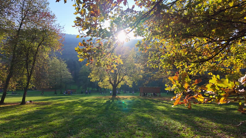 Peaceful autumn scene in a sunlit park, with trees showcasing vibrant foliage and casting soft shadows on the grass. Concept of tranquility and nature