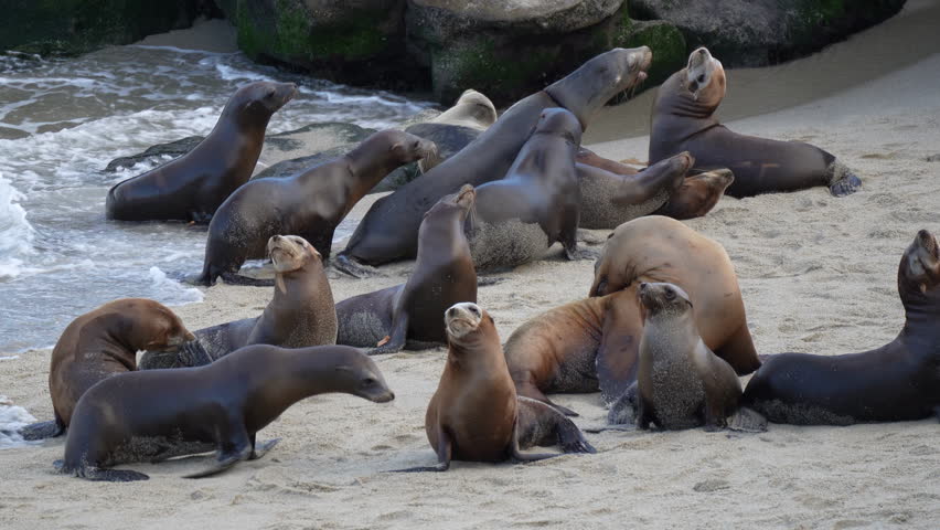 A lot of Seals and sea lions at the beach. Seal Beach La Jolla Cove coast and rocks near pacific ocean. San Diego California