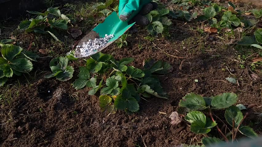 Farmer giving granulated fertilizer to young strawberry plants. Hand in glove holding shovel and fertilize organic garden.