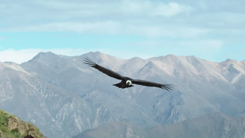 A condor Andes (Vultur gryphus) flies in the Colca Canyon in Arequipa, Peru.