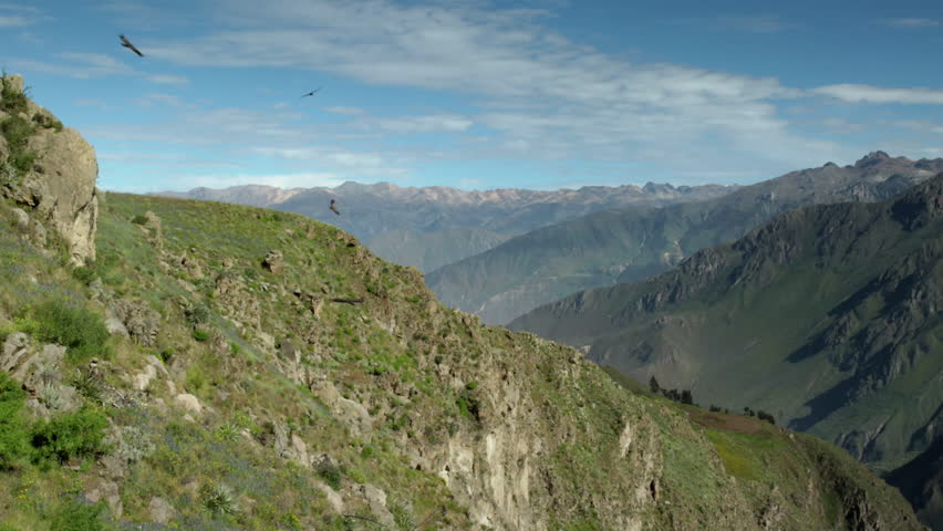 A condor Andes (Vultur gryphus) flies in the Colca Canyon in Arequipa, Peru.