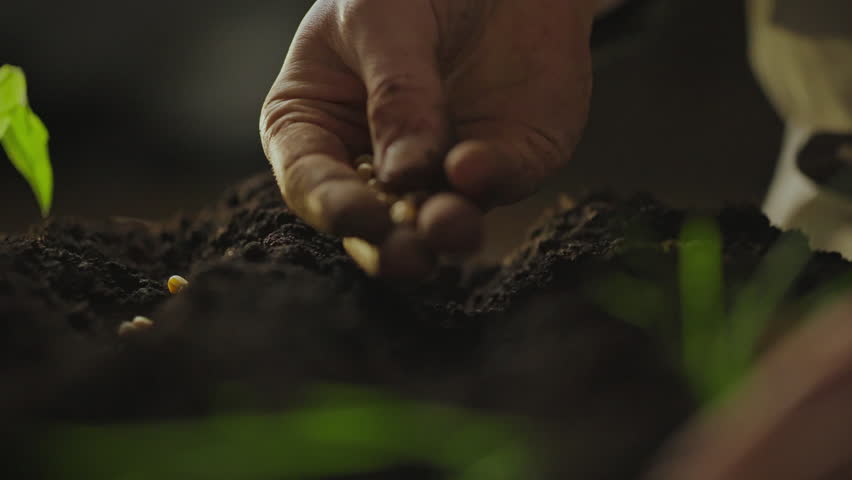 A close-up shot of a hand planting seeds in dark, rich soil. The hand is holding several seeds, carefully dropping them one by one into the ground. A small sprout is visible in the background