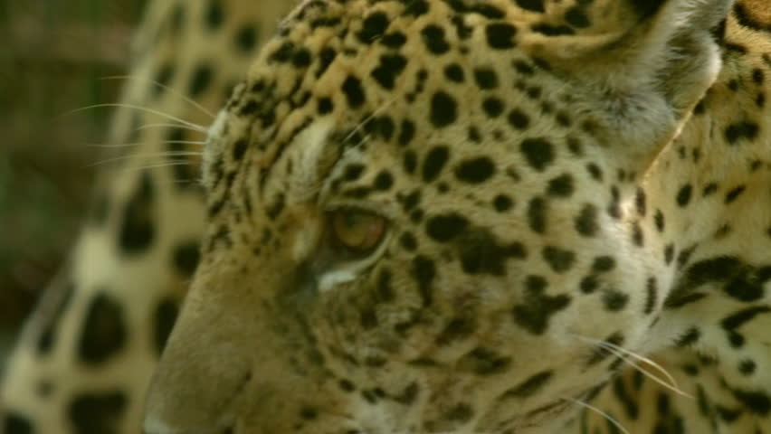 Close up of a Jaguar (Panthera onca) in natural habitat, Amazon rainforest, Loreto, Peru.