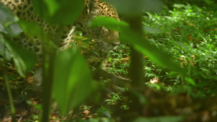 Close up of a Jaguar (Panthera onca) in natural habitat, Amazon rainforest, Loreto, Peru.