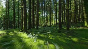fpv drone flying low and fast between pine trees on a sunny summer day in Vosges forest France - Powered by Shutterstock - Get 15% off with code: PIKWIZARD15