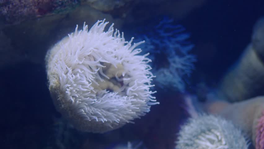 A detailed close-up of vibrant sea anemones in their natural underwater marine habitat. The tentacles create a mesmerizing display. Close-Up of Colorful Sea Anemones Underwater in a Ocean Environment