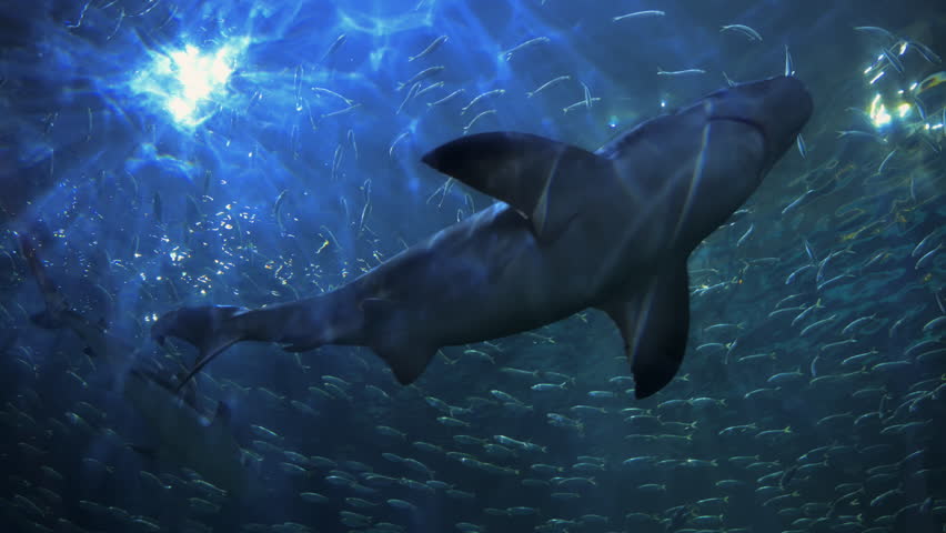 Sharks swim in a circle, School Of Fish. Wide view