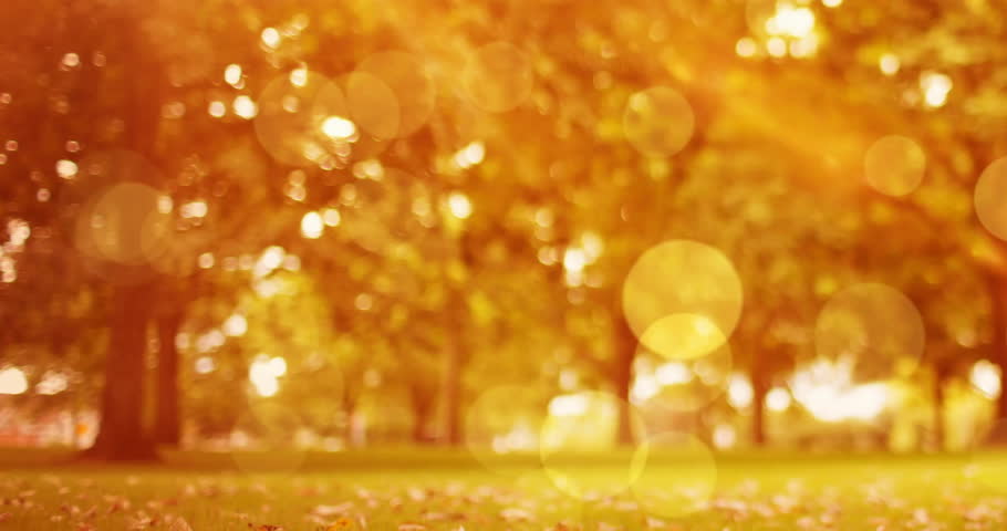 Animation of happy thanksgiving day text over autumn leaf and park background. Thanksgiving, autumn, fall, festivity, celebration and american tradition concept digitally generated video.