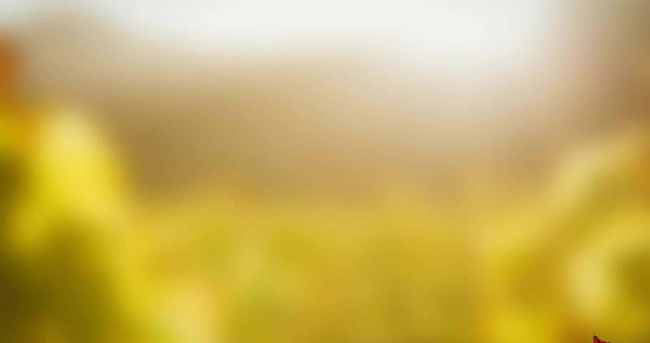 Animation of happy thanksgiving day text over autumn leaves background. Thanksgiving, autumn, fall, festivity, celebration and american tradition concept digitally generated video.