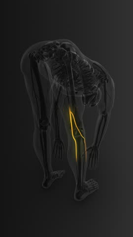 Highlighted Sciatica Nerve in Bending Man