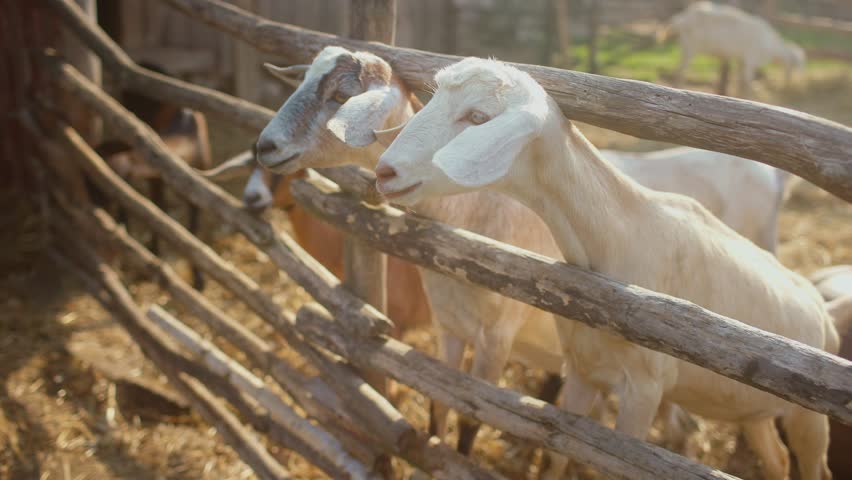 Couple of beautiful little goats pushing heads through wooden fence of goat pen. Cute curious animals observing something. Farm in village. Moving their ears. Waiting for evening feeding.