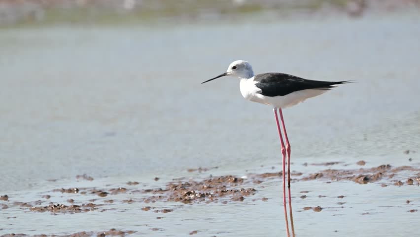 Black-winged stilt (Himantopus himantopus) feeding habitat, videography