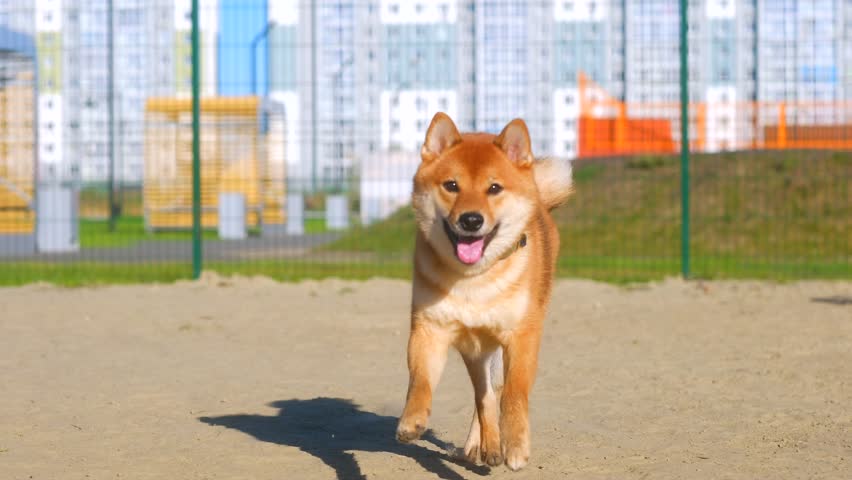 Shutterstock Video
