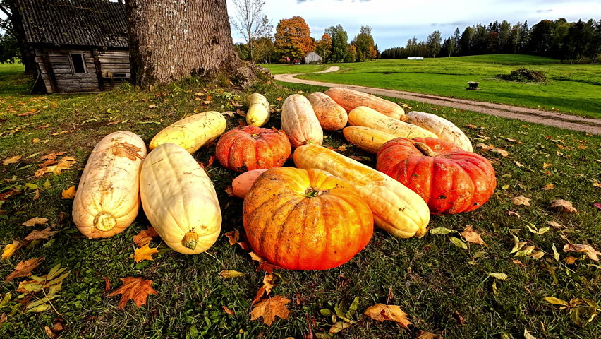 Pumpkins and Gourds Lie on the Grass Beneath a Tree, With a Cabin and Winding Path in the Autumn Landscape Behind - Close Up