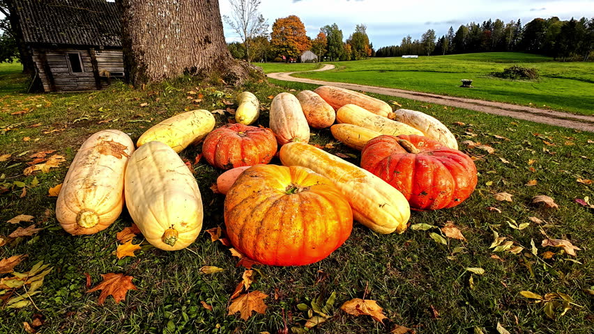 Pumpkins and Gourds Lie on the Grass Beneath a Tree, With a Cabin and Winding Path in the Autumn Landscape Behind - Close Up