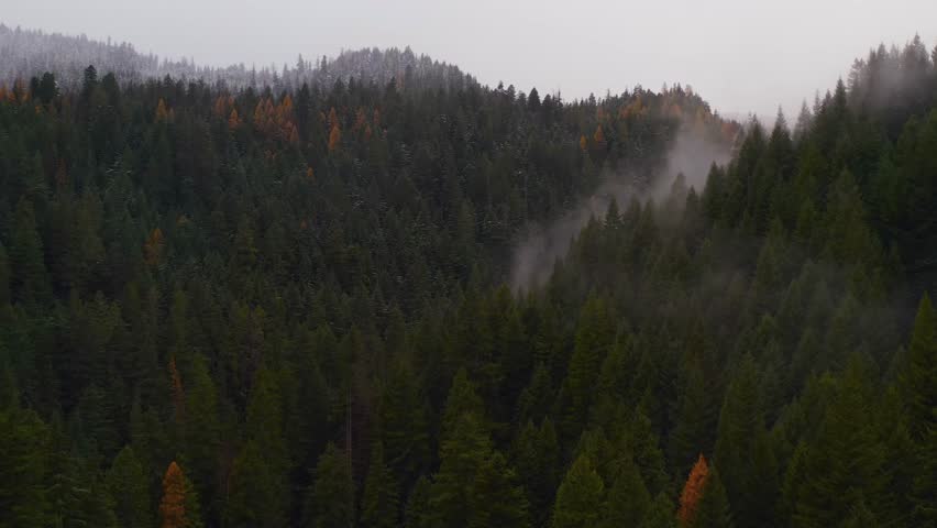 Mist slowly rises from dense pine forest. Snowfall covers the mountain on the horizon. Seasons change near Mount Hood, Oregon, Pacific Northwest, USA