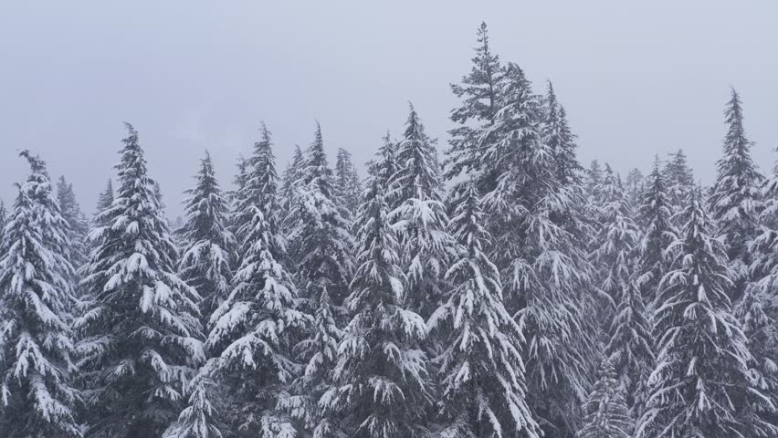Static straight on aerial view of snow-covered pine trees in dense forest during blizzard near Mount Hood, Oregon, Pacific Northwest.