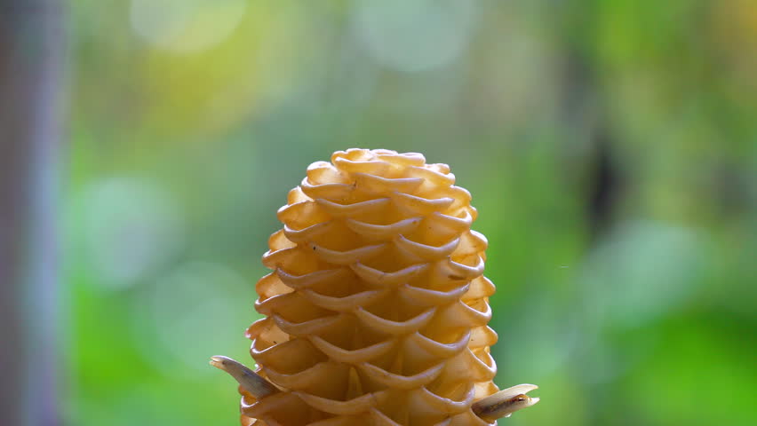 Hummingbird drinks nectar from a vibrant yellow beehive ginger flower in lush tropical greenery