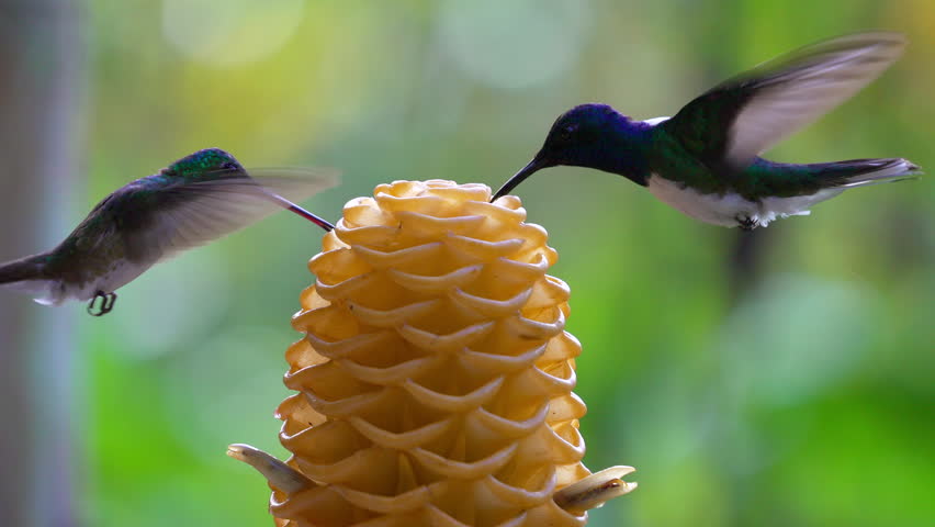 Hummingbird drinks nectar from a vibrant yellow beehive ginger flower in lush tropical greenery