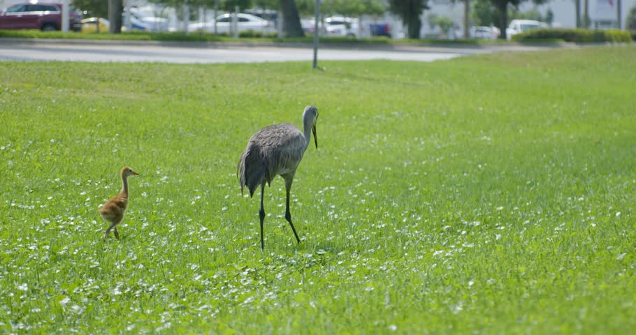 Adult and baby Sandhill Crane walking through grassy field in urban area