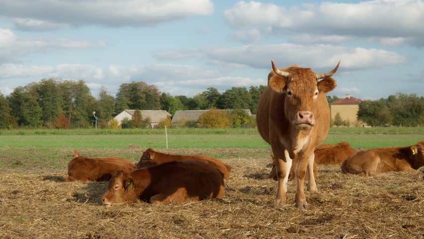 Calves with livestock tags on their ears are resting on a pasture, lying on a bed of straw. A herd of purebred French Limousin beef calves. Breeding of cattle on farms and in agriculture for meat.