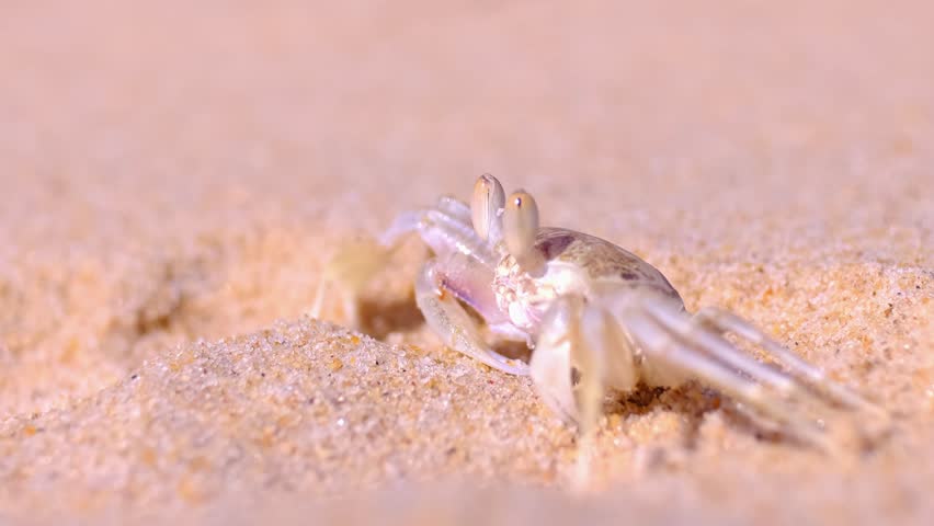 A crab on the beach is running on the white sand. Exotic animals in the resorts of tropical islands. The concept of a beach holiday in the tropics.