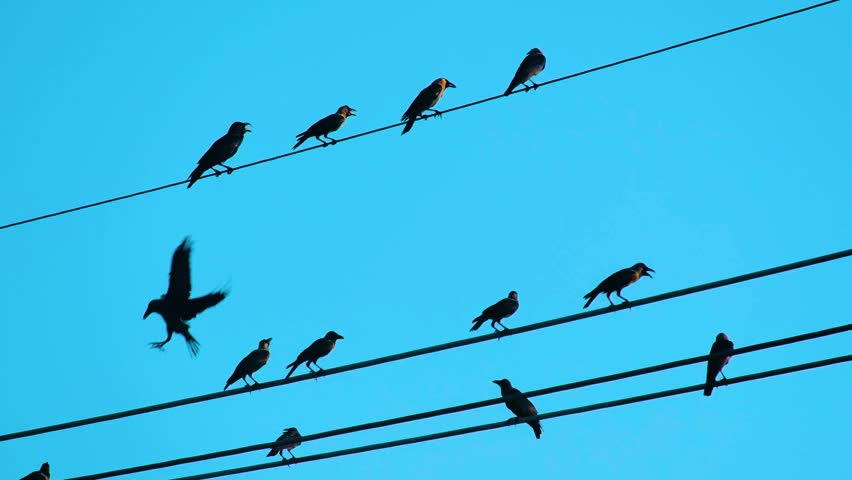 Evening shot of birds perched on power lines, silhouetted against a soft evening sky, capturing nature's simplicity