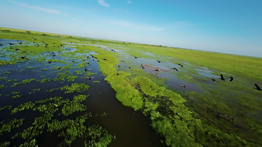 Flock Of Birds Flying Over Flooded Grasslands Of Los Llanos In Apure Venezuela. FPV Shot