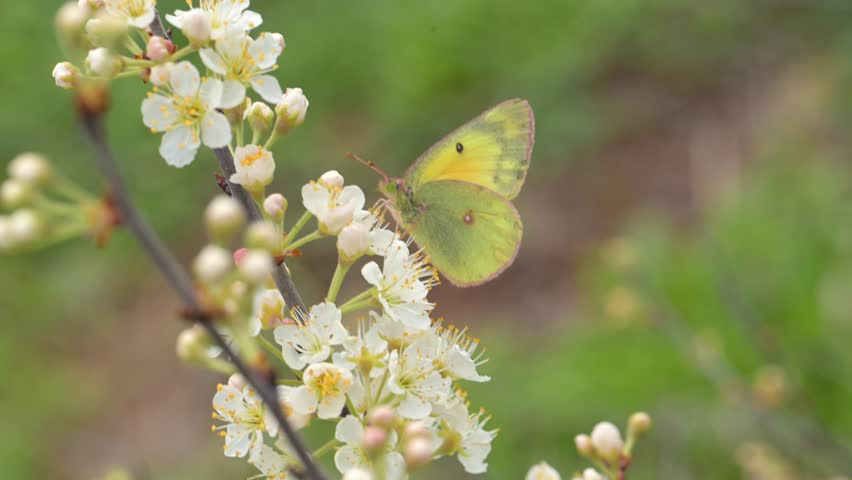 Clouded Sulphur butterfly feeding on white wild plum flowers, in slow motion