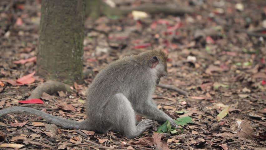 A Wild Long-Tailed Macaque Monkey Eating Plants While Sitting In Ubud Monkey Forest, Bali Indonesia. Close-up Shot