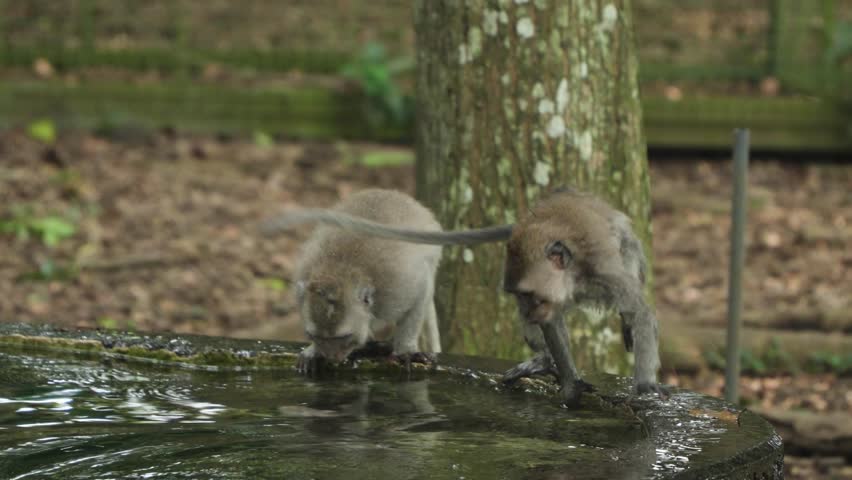 Adorable Long-Tailed Macaques Bathing At Ubud Monkey Forest In Bali, Indonesia. Slow motion Shot