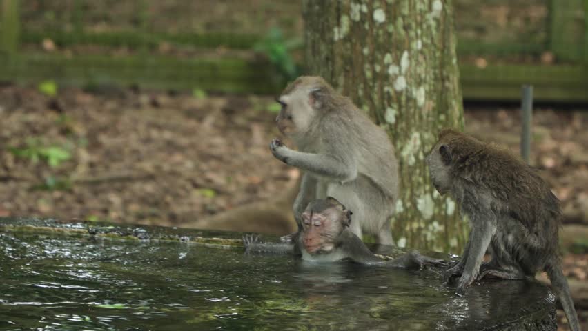 Playful Long-Tailed Macaques Bathing At Ubud Sacred Monkey Forest Sanctuary In Bali, Indonesia. Slow Motion Shot