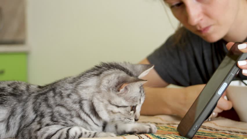A young woman plays and shows something on her phone to a small kitten. The kitten looks at and sniffs the phone with interest.