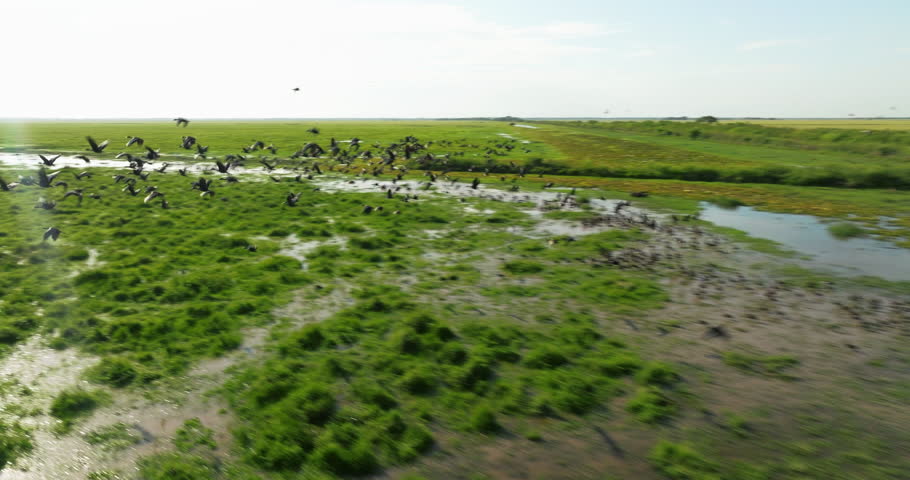 Wildlife Scene Of Birds Flying Over Plains At Los Llanos In San Fernando De Apure, Venezuela. Aerial Drone Shot