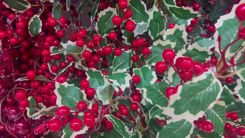 A close-up of holly, with green leaves and bright red berries, makes the perfect Christmas decoration for the 2025 holiday season. Ideal for festive backgrounds