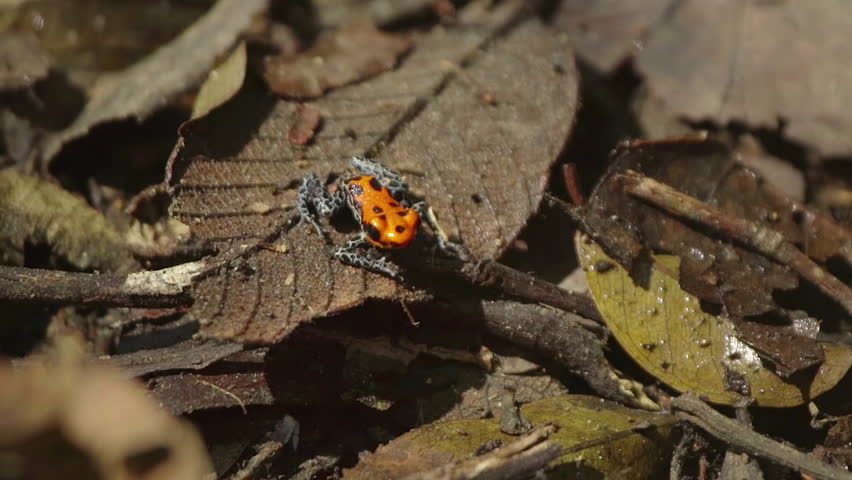 A red morph of Ranitomeya amazonica (Arena Blanca) in nature habitat, Amazon rainforest, Loreto, Peru.