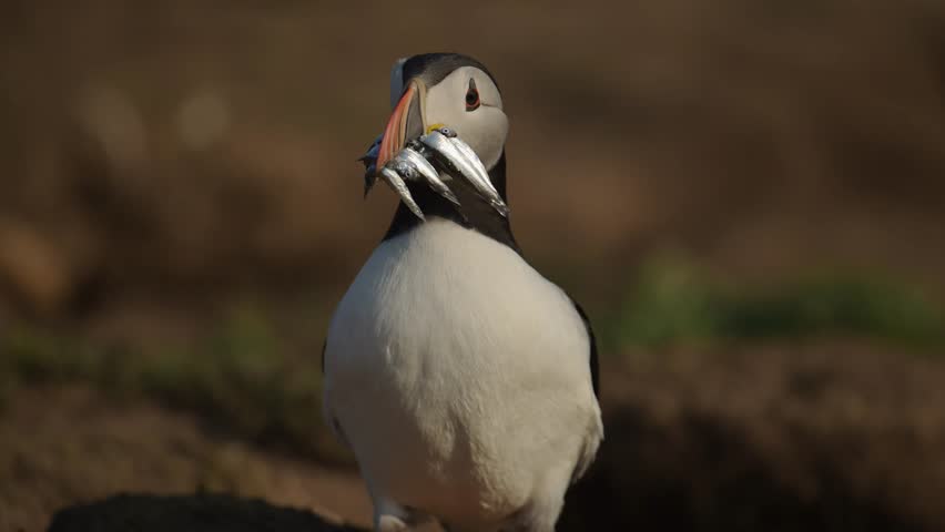 Puffin with Sandeels Fish in its Mouth, Close Up Portrait of Atlantic Puffin with a Catch of Sandeels and Fish in its Beak on Skomer Island, UK Birds and Wildlife