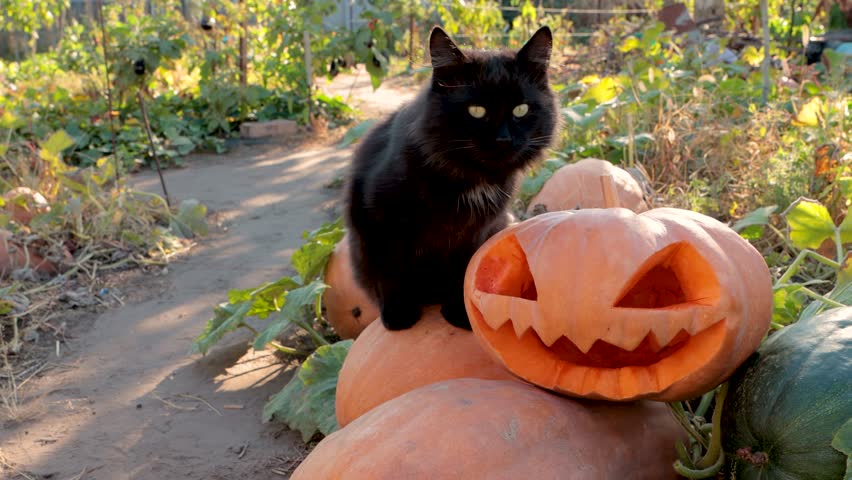 Pumpkins in the field in autumn. Harvesting pumpkins. There is a black cat near the pumpkins Celebrating Halloween