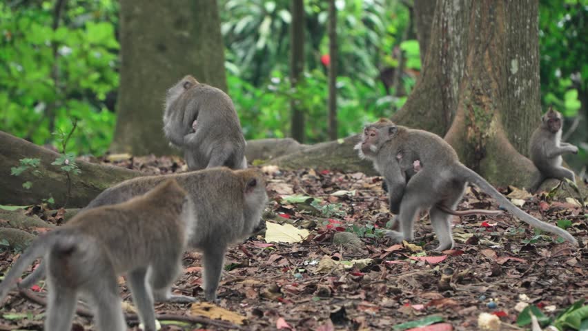 Group Of Long-Tailed Macaque Monkeys Carrying Their Babies At Ubud Monkey Forest Sanctuary In Bali, Indonesia. Slow Motion Shot