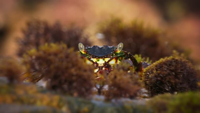 Natal Lightfoot Crab Grapsus tenuicrustatus or maculatus, colorful crab from rocky shores, key scavenger, great climber, vital to intertidal ecosystems, feeds on algae and dead fish.